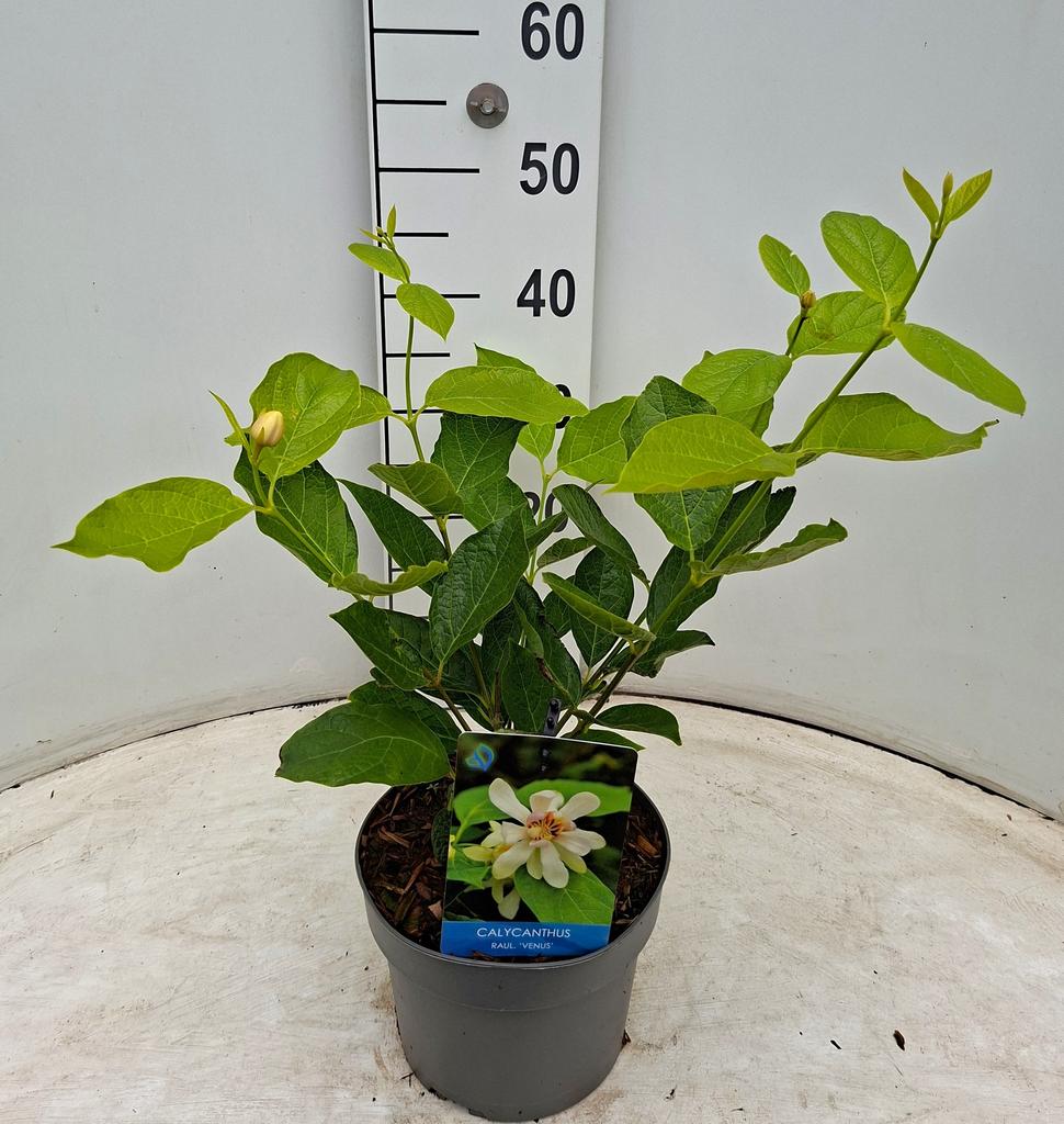 Picture of Calycanthus x raulstoni Venus P19 (3 Ltr)