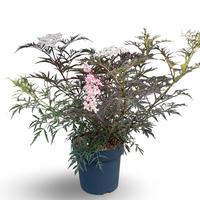 Sambucus nig. Black Lace