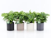 Monstera Adansonii in Hainan ceramics 4 colours