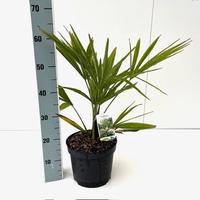 Trachycarpus fortunei