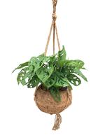 Kokodama XXL Monstera Monkey Mask