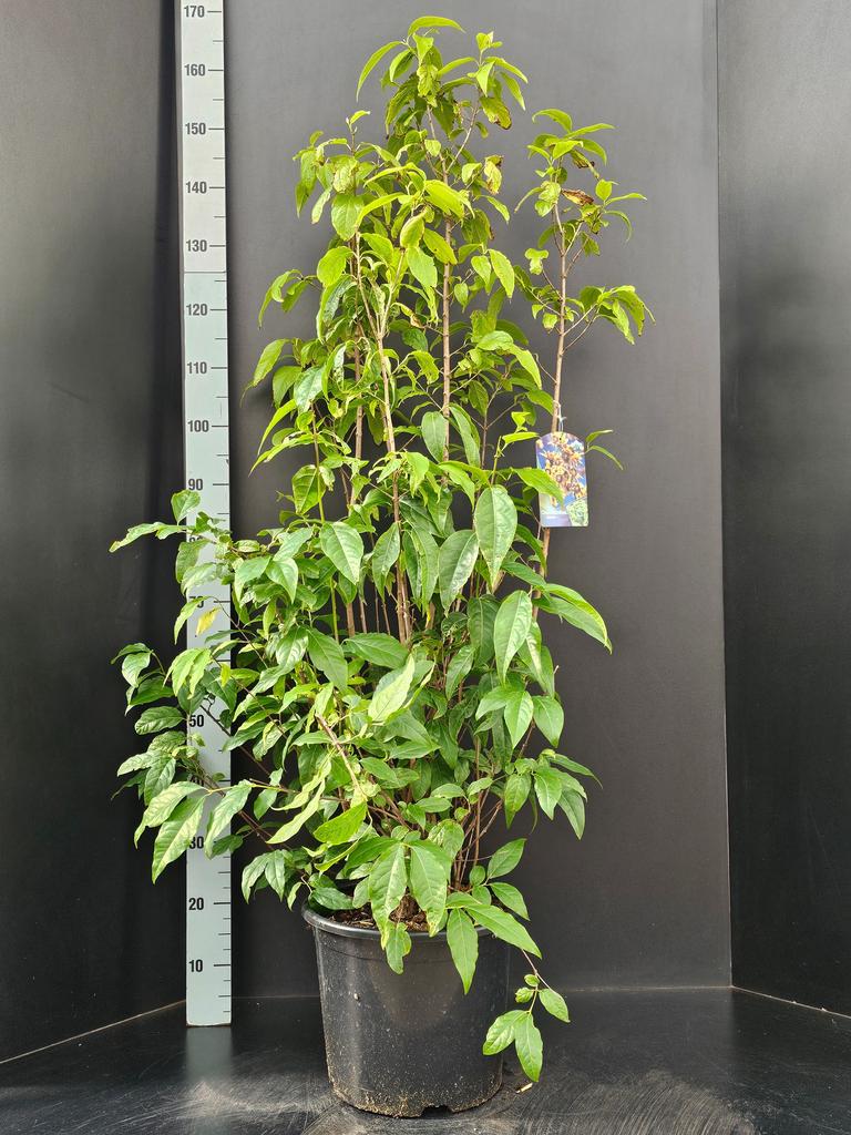 Picture of Chimonanthus praecox P32 (15 Ltr)