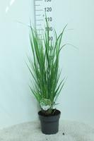 Panicum virg. Northwind