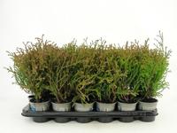 Thuja occ. Mr. Bowling Ball