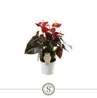 Anthurium Coral Champion