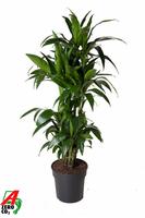 Dracaena Janet Craig branched