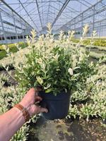 Euonymus fort. Harlequin