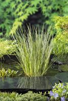 Acorus calamus Gramineus