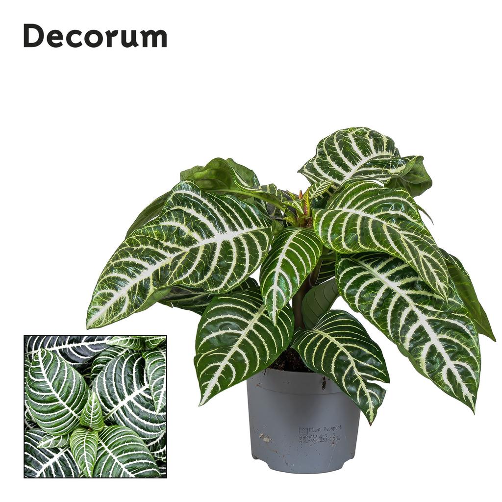 Picture of Botanica Aphelandra Green Decorum P13 35CM