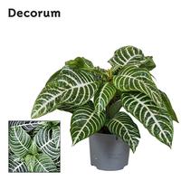 Botanica Aphelandra Green
