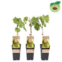 Vitis vin. Vroege van der Laan