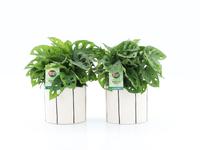 Monstera Adansonii in Banksy ceramic