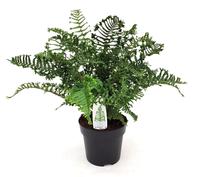 Dryopteris affinis Cristata The King