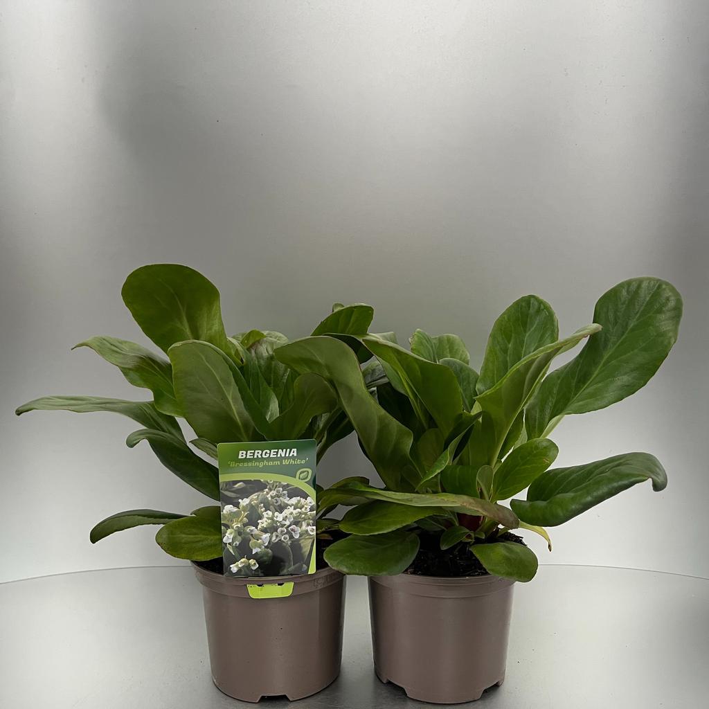 Picture of Bergenia Bressingham White P17 (2 Ltr)