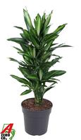 Dracaena Silindo branched