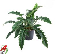 Philodendron Narrow XXL