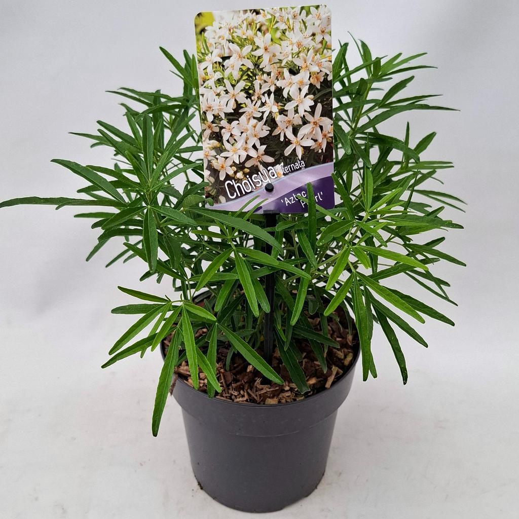 Picture of Choisya Aztec Pearl P17 (2 Ltr)