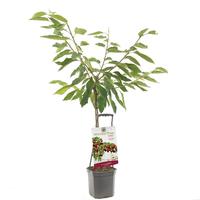 Prunus av. Regina - Wonder Tree