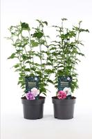 Hibiscus Bicolor