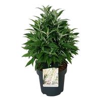 Buddleja d. B. Candy Little White