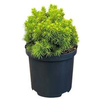Picea g. Alberta Globe