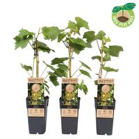 Vitis vin. Lakemont (seedless)