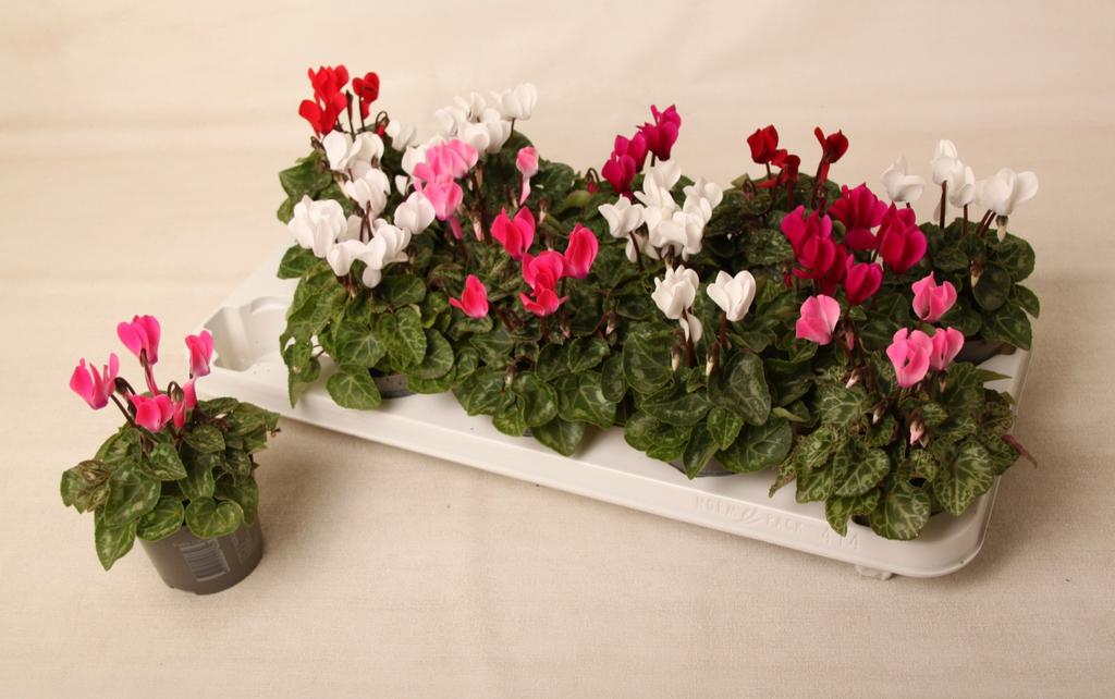Picture of Cyclamen Verano in varieties P9 16CM