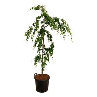 Fagus syl. Pendula