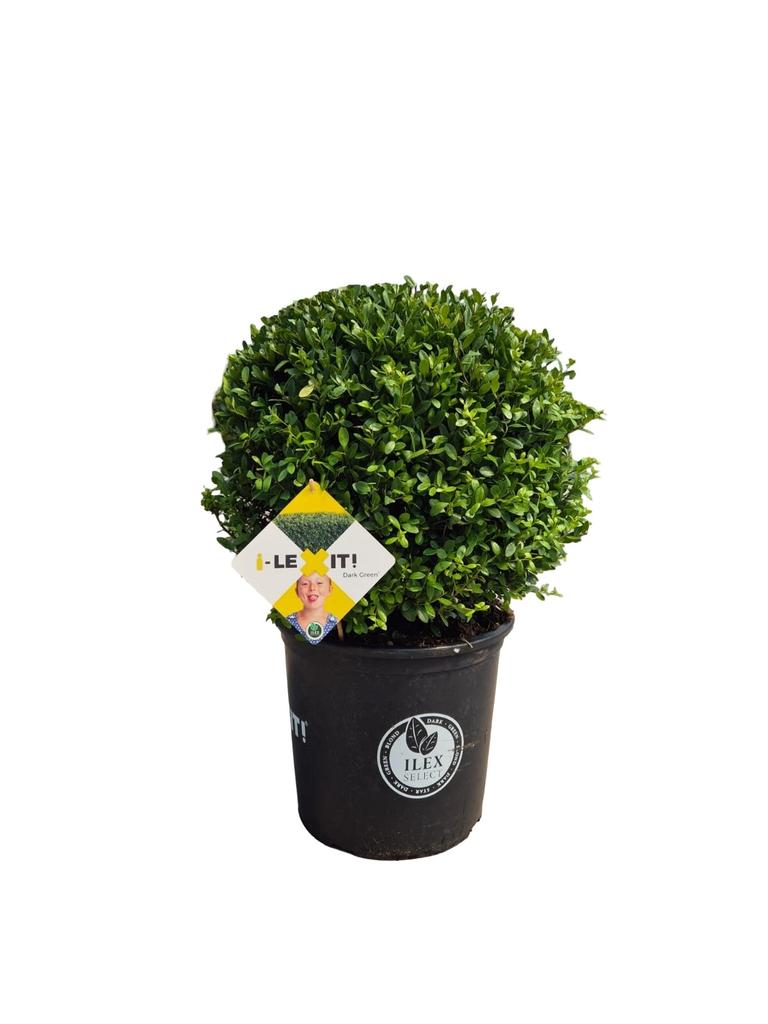 Picture of Ilex cre. Dark Green P32 (15 Ltr) BALL-40-CM