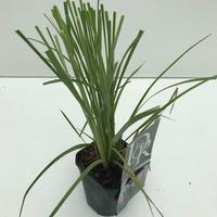 Cortaderia sell. Rosea