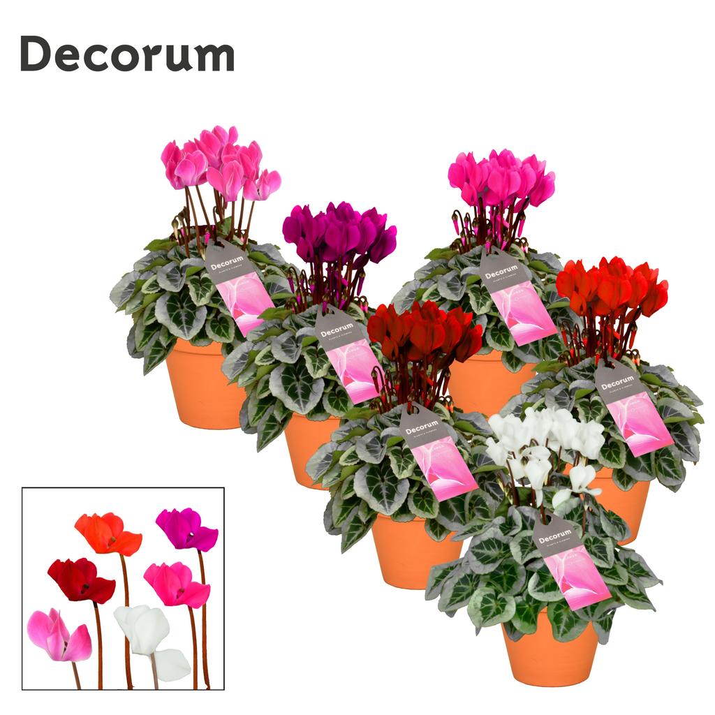 Obrázok z Cyclamen SS Picasso Mix in Patio Pot P13 25CM