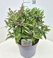 Buddleja d. B. Candy Lila Sweeth.