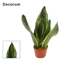 Sansevieria Silver Flame