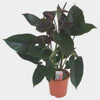 Anthurium Jambo Black Selected