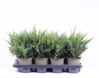 Juniperus sabina