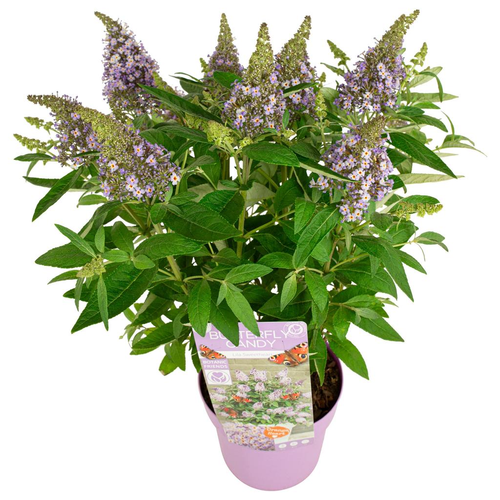 Picture of Buddleja Butterfly Candy Lila Sweetheart P19 (3 Ltr)