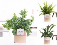 Ferns in varieties in Pure Tess ceramics (INDOOR)
