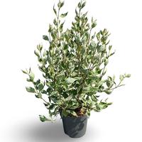 Cornus alba Miracle