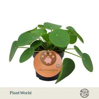 Pilea Peperomioides english label