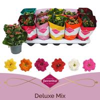 Kalanchoe Double Deluxe Mix stadium 1