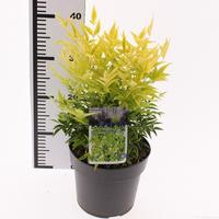 Nandina dom. Lemon and Lime
