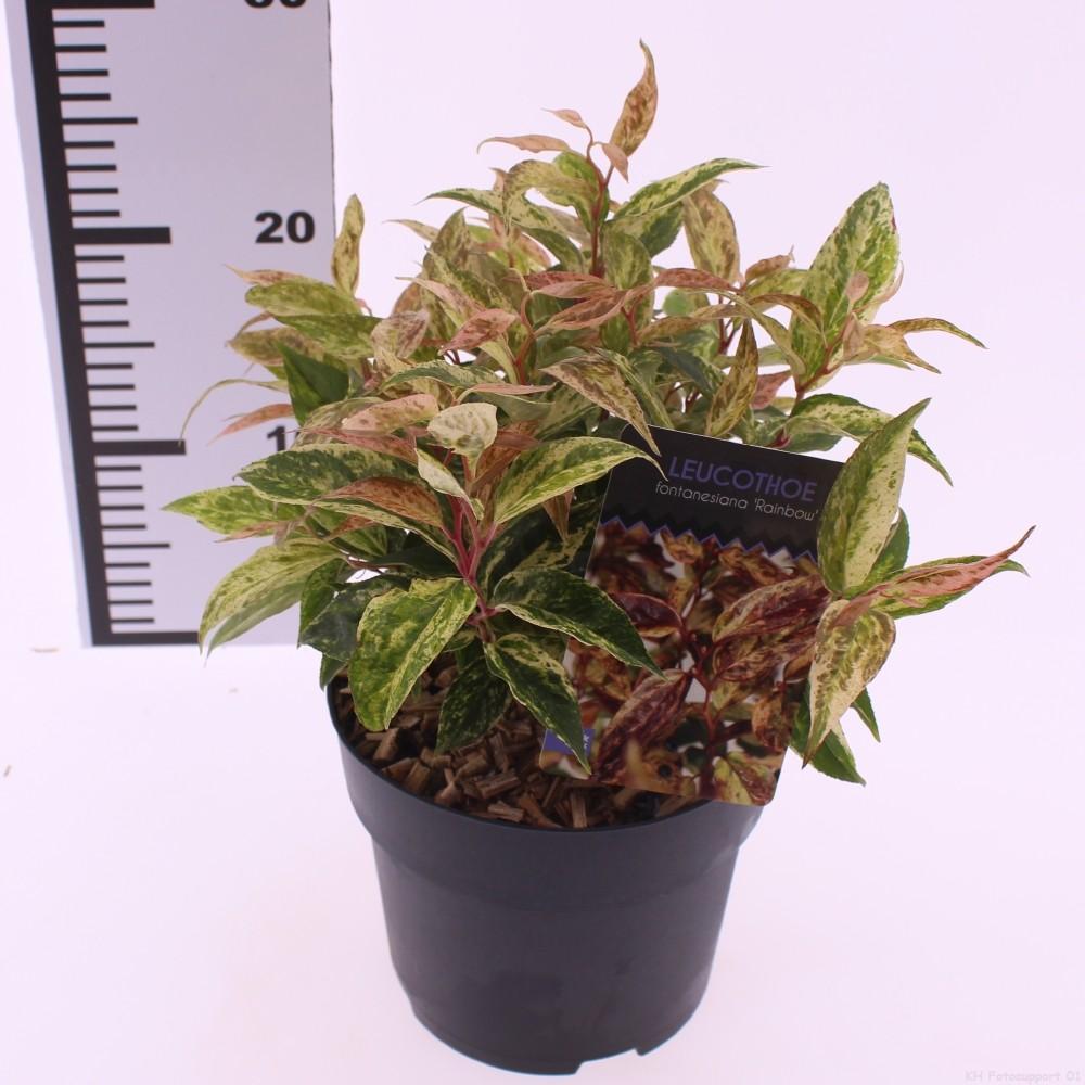 Picture of Leucothoe fontanesiana Rainbow P17 (2 Ltr)