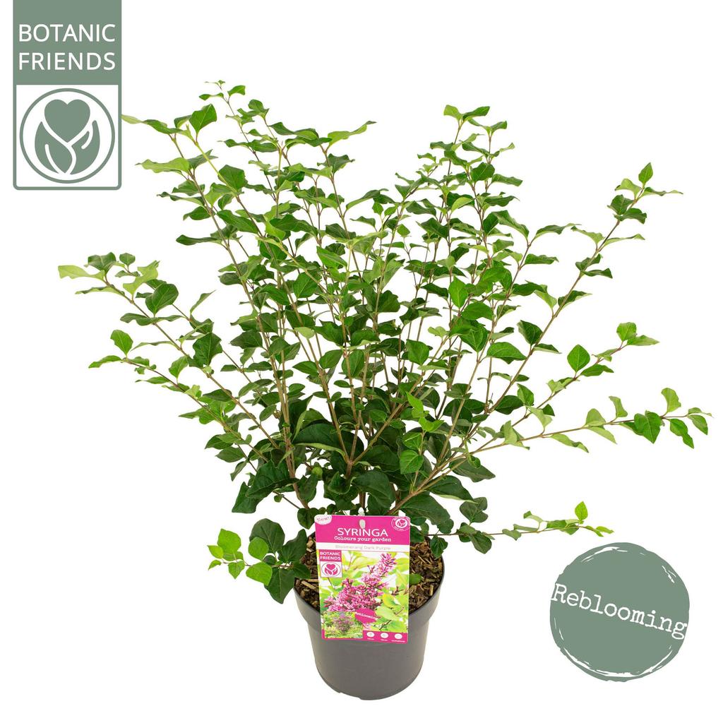 Picture of Syringa Bloomerang Dark Purple P19 (3 Ltr)