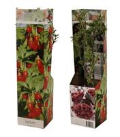 Goji Superfruit