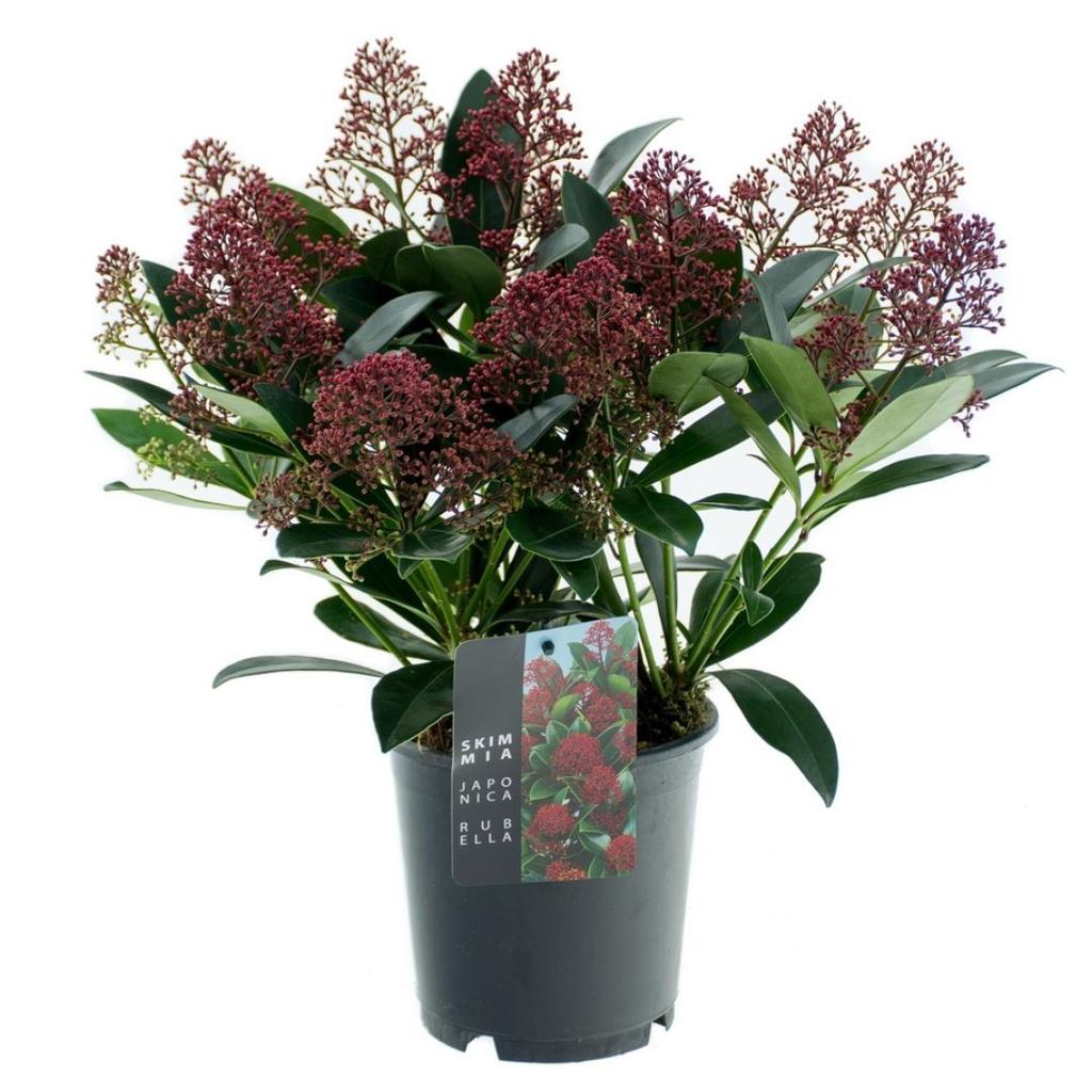 Picture of Skimmia japonica Rubella P15 15/+TRUSSES