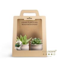 Echeveria 2-Pack Maceta