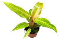Philodendron Orange Marmalade