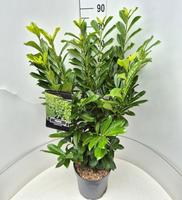 Prunus l. Novita
