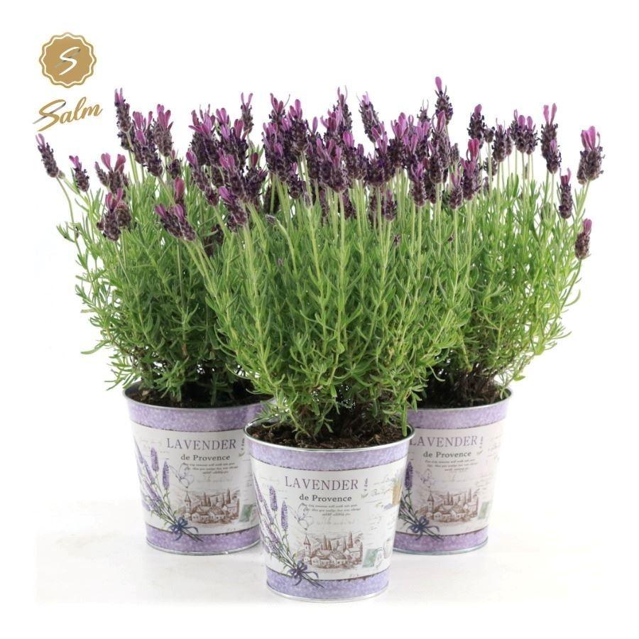 Picture of Lavandula st. Anouk Collection in Zinc Lavender P12 ZINC