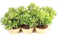 Crassula Ovata Sunset